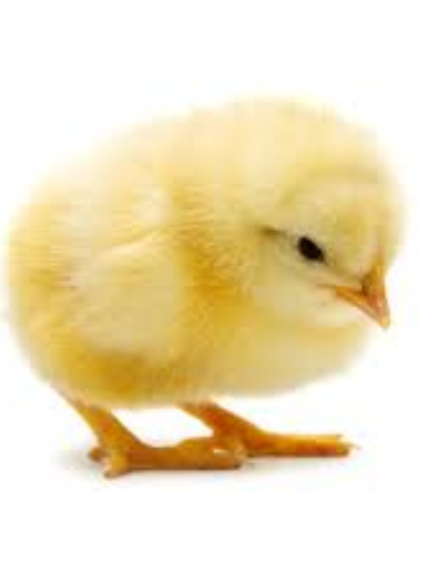 Dis egger bro